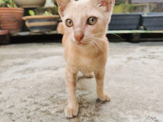 Ginger &amp; Buttercup - Domestic Short Hair Cat