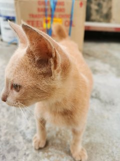 Ginger &amp; Buttercup - Domestic Short Hair Cat