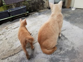 Ginger &amp; Buttercup - Domestic Short Hair Cat