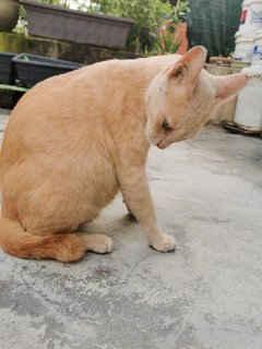 Ginger &amp; Buttercup - Domestic Short Hair Cat