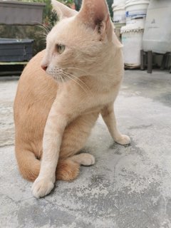 Ginger &amp; Buttercup - Domestic Short Hair Cat