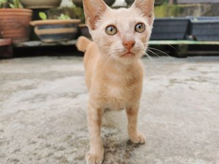 Ginger &amp; Buttercup - Domestic Short Hair Cat