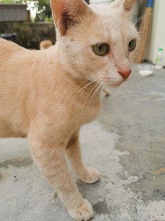 Ginger &amp; Buttercup - Domestic Short Hair Cat