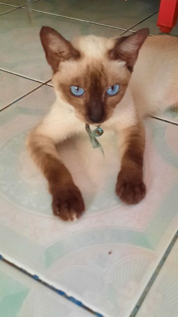 Putih - Domestic Short Hair Cat