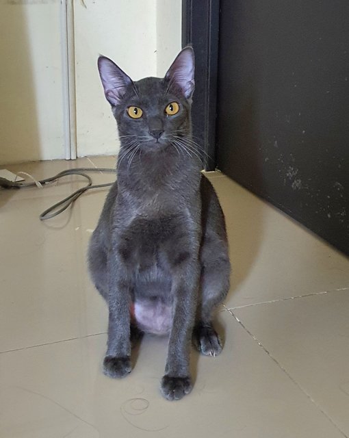 Blu - Domestic Short Hair Cat