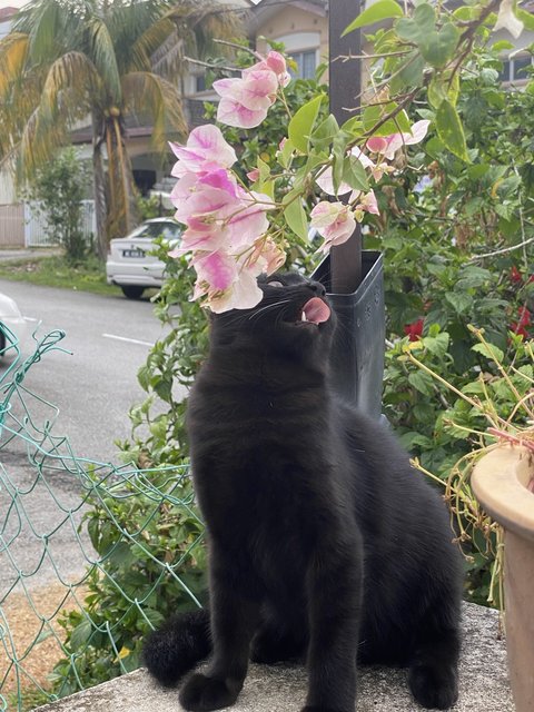 Kuro And Noir - Domestic Short Hair Cat