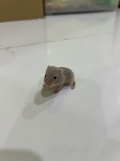 Winter White Gold - Short Dwarf Hamster Hamster