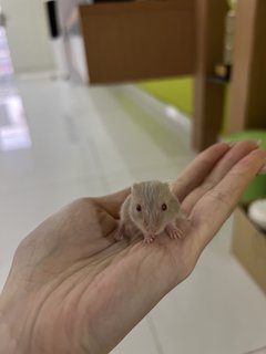 Winter White Gold - Short Dwarf Hamster Hamster