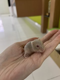 Winter White Gold - Short Dwarf Hamster Hamster