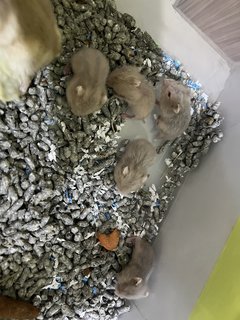 Winter White Gold - Short Dwarf Hamster Hamster