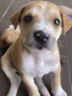 Pinky - Mixed Breed Dog