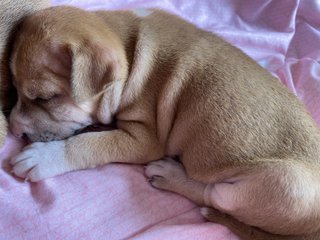 Pinky - Mixed Breed Dog