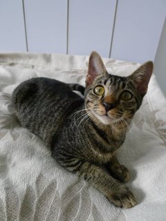 Truffle (Fka Emeline) - Domestic Short Hair Cat