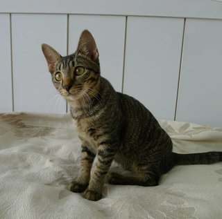 Truffle (Fka Emeline) - Domestic Short Hair Cat