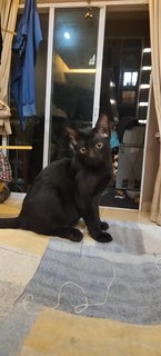 The Dark Knight - Domestic Short Hair Cat