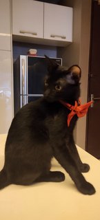 The Dark Knight - Domestic Short Hair Cat