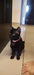 The Dark Knight - Domestic Short Hair Cat