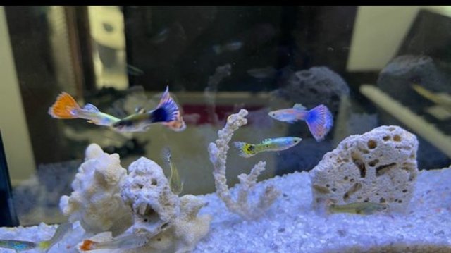 Guppy Fish - Rainbowfish Fish