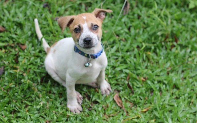 Mocha - Mixed Breed Dog