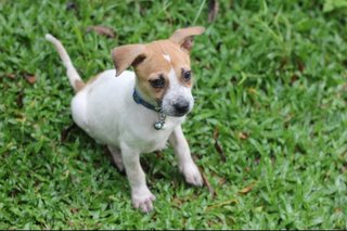 Mocha - Mixed Breed Dog