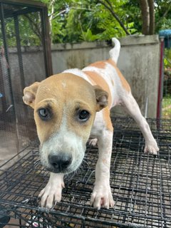 Tea - Mixed Breed Dog