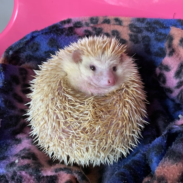 Tembam - Hedgehog Small & Furry