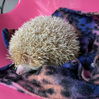 Tembam - Hedgehog Small & Furry