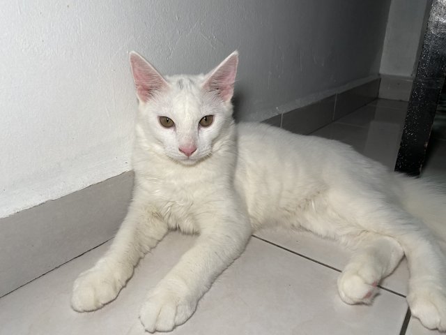 Brian - Domestic Long Hair + Turkish Angora Cat