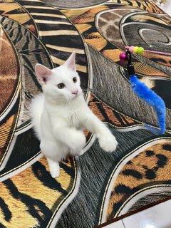 Brian - Domestic Long Hair + Turkish Angora Cat