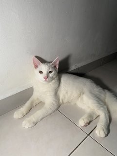 Brian - Domestic Long Hair + Turkish Angora Cat