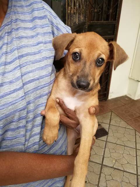 Bonnie - German Pinscher Mix Dog