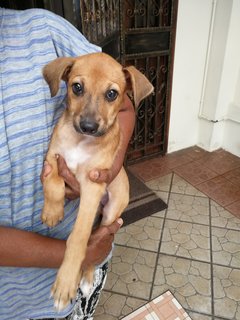 Bonnie - German Pinscher Mix Dog