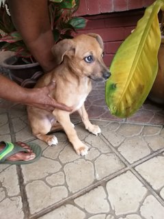 Bonnie - German Pinscher Mix Dog