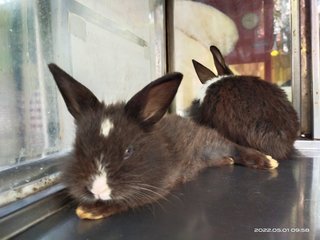 Jumper And Siblings  - Bunny Rabbit Rabbit