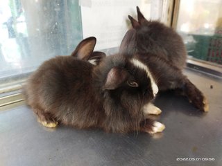 Jumper And Siblings  - Bunny Rabbit Rabbit