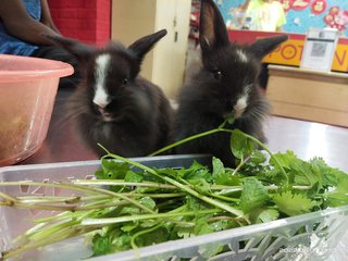 Jumper And Siblings  - Bunny Rabbit Rabbit