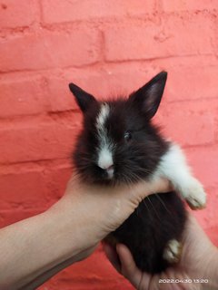 Jumper And Siblings  - Bunny Rabbit Rabbit