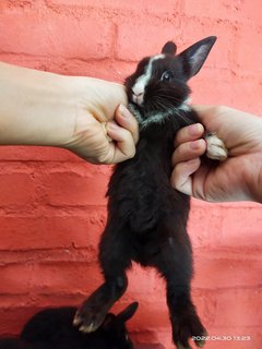 Jumper And Siblings  - Bunny Rabbit Rabbit