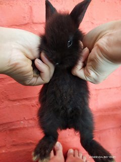 Jumper And Siblings  - Bunny Rabbit Rabbit