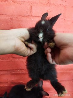 Jumper And Siblings  - Bunny Rabbit Rabbit