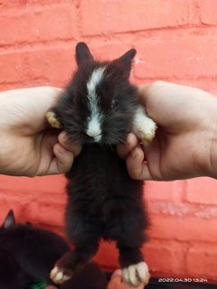 Jumper And Siblings  - Bunny Rabbit Rabbit