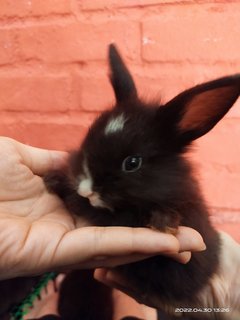 Jumper And Siblings  - Bunny Rabbit Rabbit