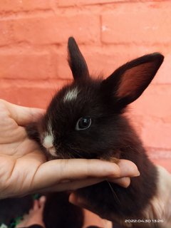 Jumper And Siblings  - Bunny Rabbit Rabbit