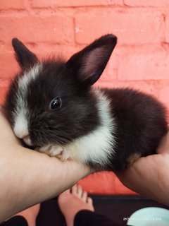 Jumper And Siblings  - Bunny Rabbit Rabbit