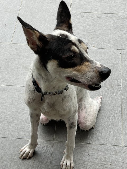 Spottie - Mixed Breed Dog