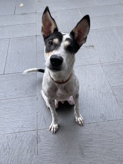 Spottie - Mixed Breed Dog