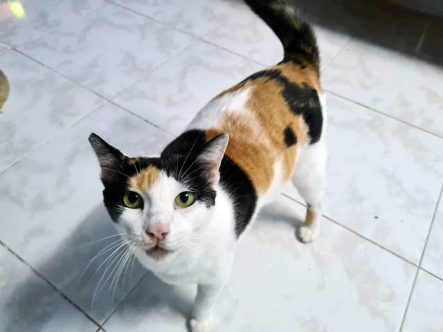 Calico Girl - Domestic Short Hair Cat