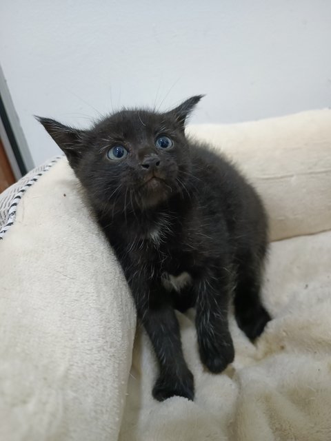 No Name Yet - Domestic Short Hair Cat