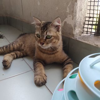 Embun - Domestic Medium Hair Cat