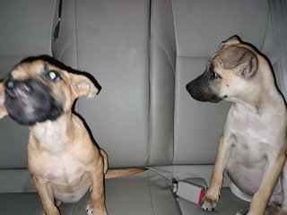 Nala &amp; Loki - Mixed Breed Dog